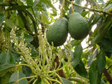 Fruit Trees