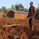 Seeds and Fertiliser